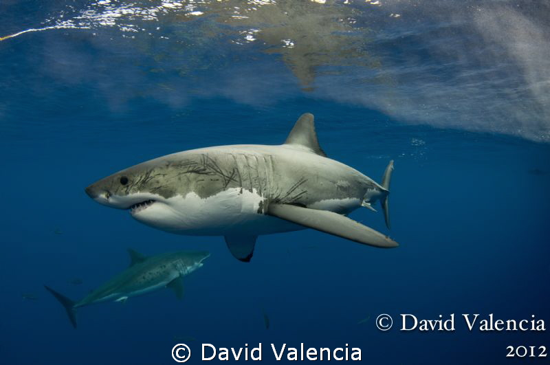 This day we had multiple white sharks around the boat. Th... by David Valencia 