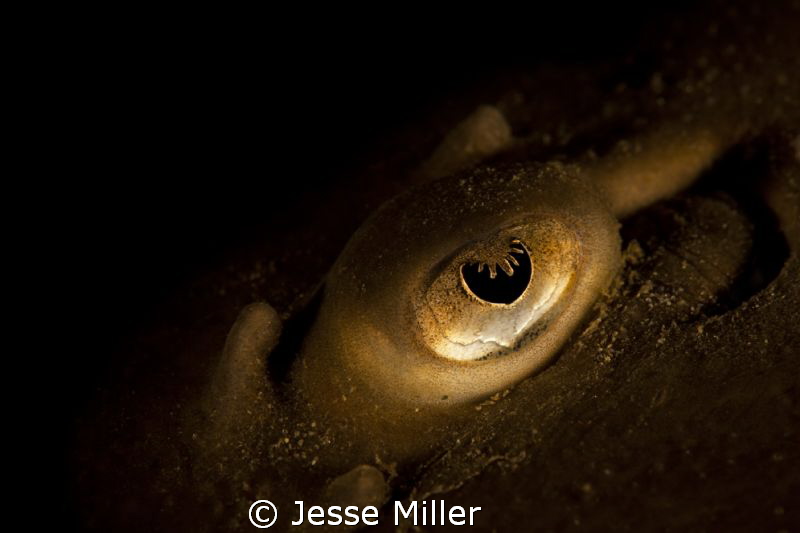 Skate Eye - Close-Up by Jesse Miller 
