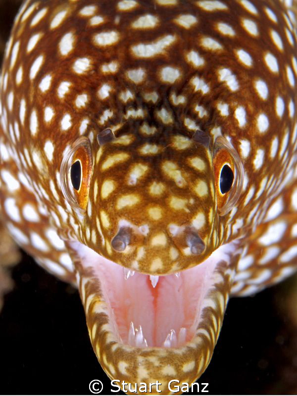 Little Moray just saying hi by Stuart Ganz 