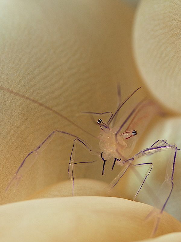 Bubble Coral Shrimp by Iyad Suleyman 