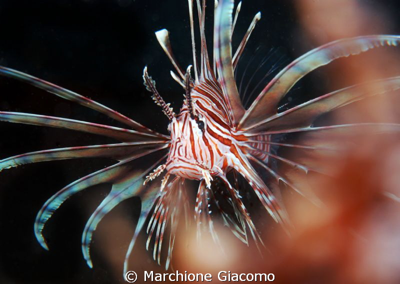 Yuvenile Lion Fish 
Nikon D200 , 60 micro, twin strobo
... by Marchione Giacomo 