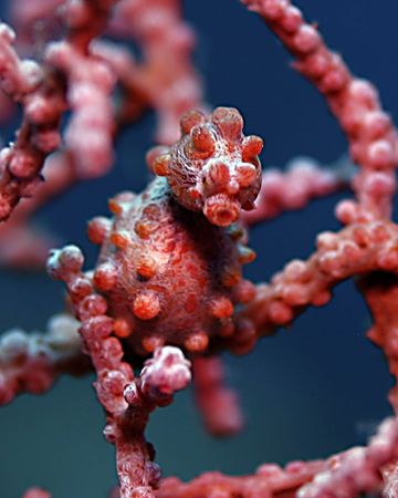 Bumpy, the pgymy seahorse, rides again!
Canon digital re... by Michael Canzoniero 