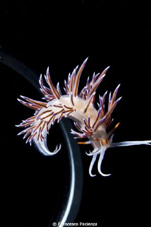 Nudi by Francesco Pacienza 
