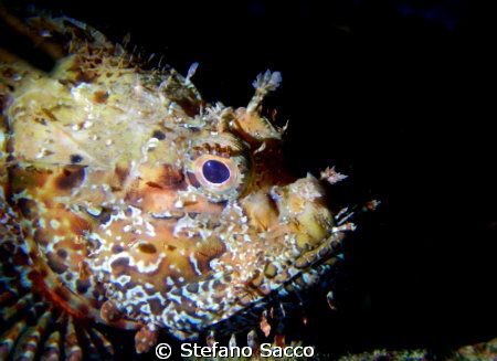 Master of camouflage.. by Stefano Sacco 