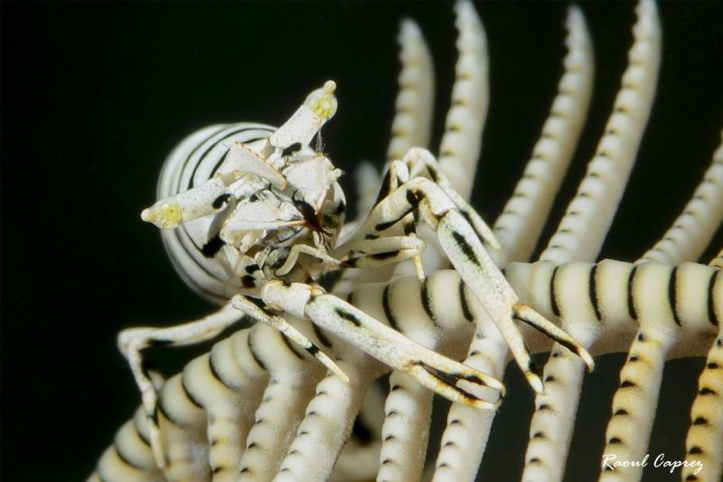 Crinoid friend by Raoul Caprez 