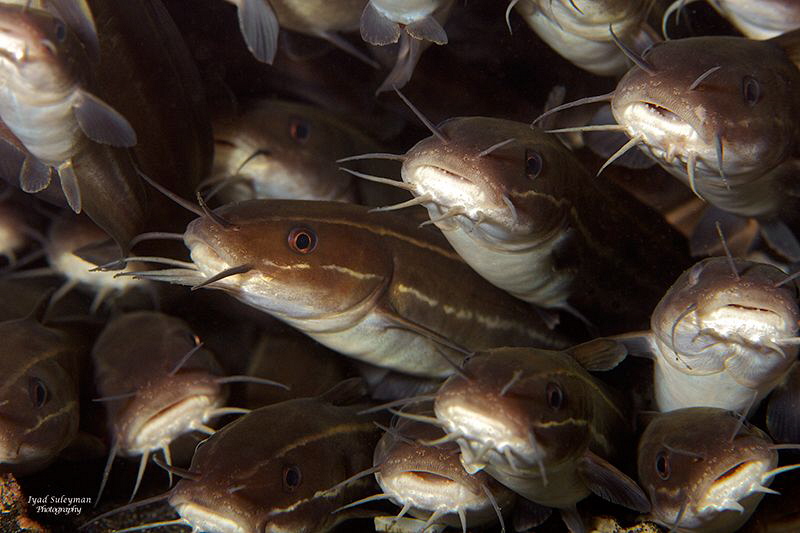 Striped catfish by Iyad Suleyman 
