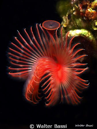 Serpula by Walter Bassi 