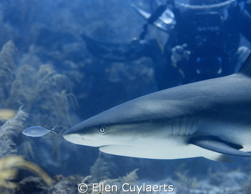 I follow you!
Shooting macro...I looked up and saw a bea... by Ellen Cuylaerts 