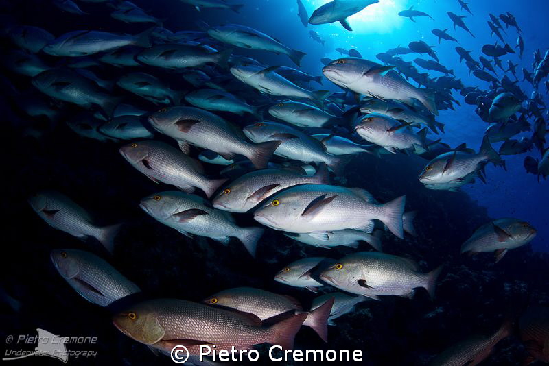 Snappers by Pietro Cremone 