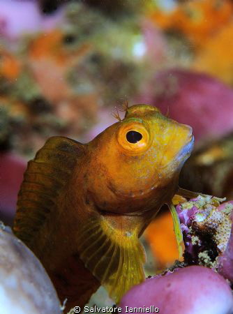 Piccolo blennide ma grandi colori by Salvatore Ianniello 