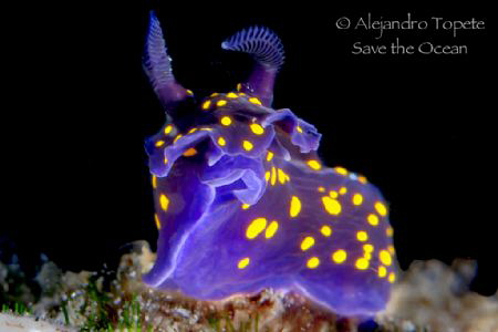 Nudibranquio observando, La Paz Mexico by Alejandro Topete 