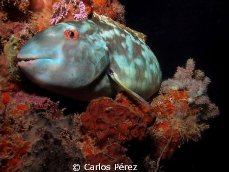 Parrotfish @ Bed.. by Carlos Pérez 
