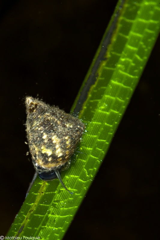 snail on Zostera eelgrass leave (Thau lagoon) by Mathieu Foulquié 