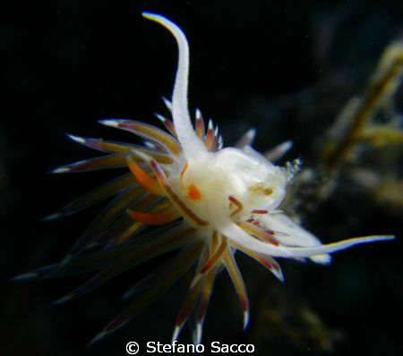 A gentle night dancer.. by Stefano Sacco 