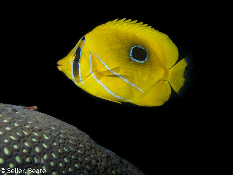 yellow spaceship by Beate Seiler 