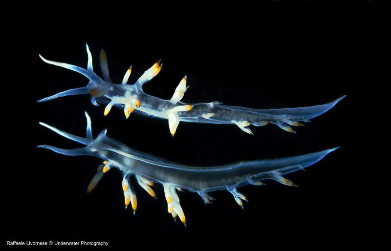 flabellina babai on mirror by Raffaele Livornese 