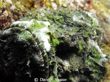 Devil Scorpion Fish while Free-Diving by Daniel Sasse 