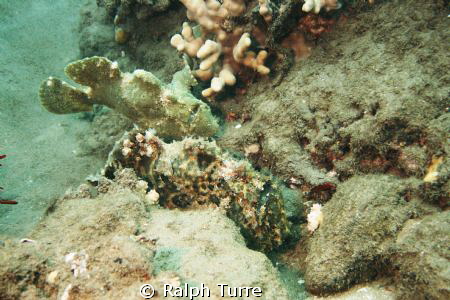 Frogfish couple out for a stroll by Ralph Turre 
