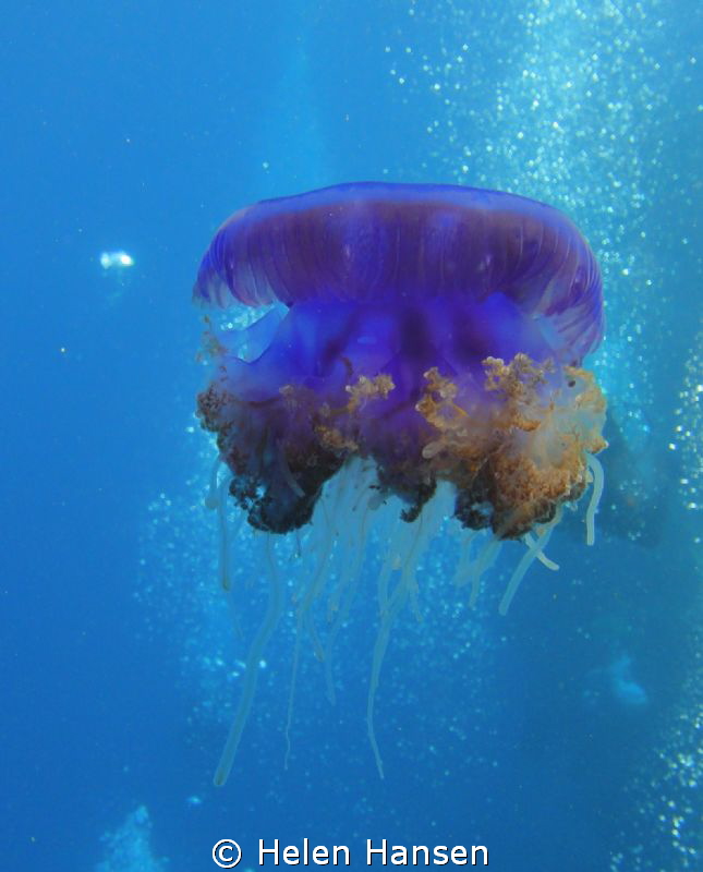 beautiful jelly fish by Helen Hansen 