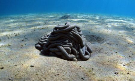 MARINE SAND SCULPTURES !! by Niall Deiraniya 