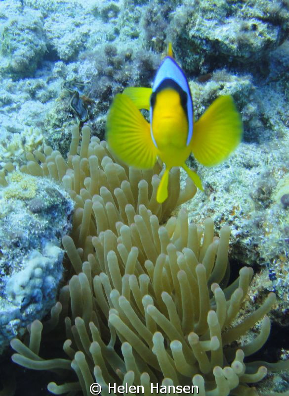 clown fish by Helen Hansen 