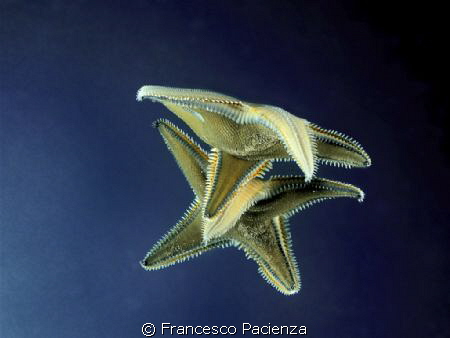 Acrobatic star by Francesco Pacienza 