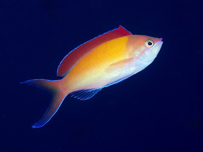 Anthias. Kubu, Bali by Doug Anderson 