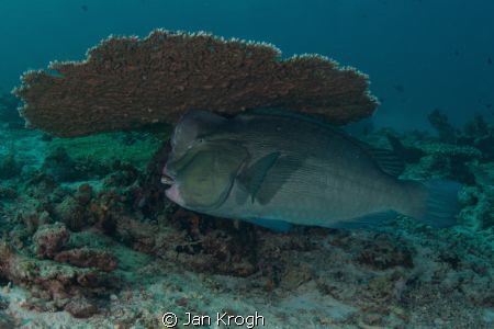 Bumb head parrot fish on clean station by Jan Krogh 