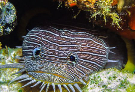 Splendid ToadFish, Cozumel Mexico
 by Alejandro Topete 