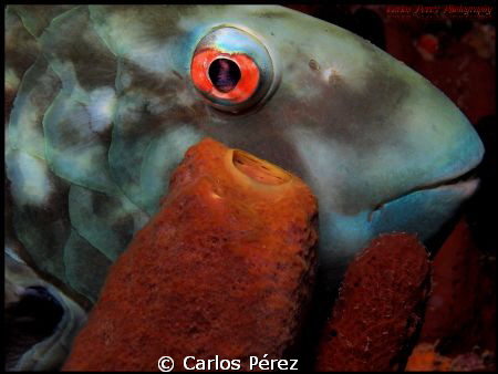 "Deep Look" by Carlos Pérez 