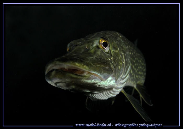 Pike attitude II... :O)... by Michel Lonfat 