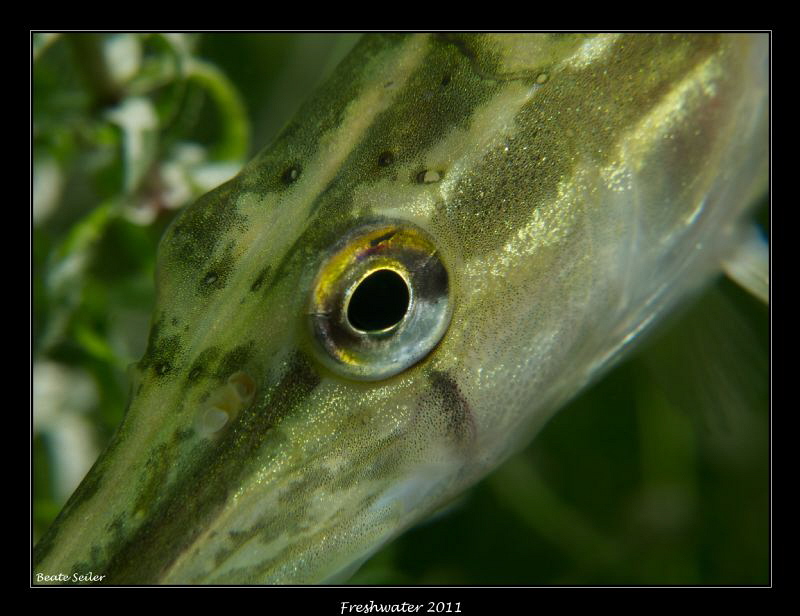 Young pike by Beate Seiler 