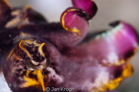 the eye
2* flash sea&sea 110 f/4,5 ISO 200 1/250 by Jan Krogh 