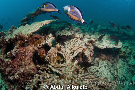 It was just another dive. by Abdul Alkulaib 