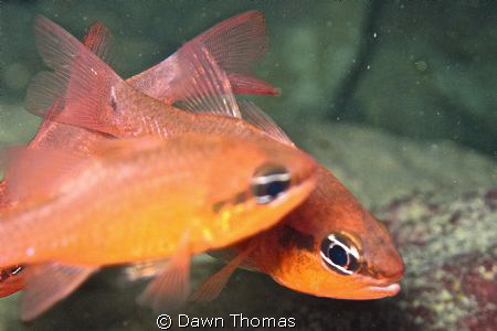 Cardinal Fish at Inland Sea, Gozo. Morning dive. Photo ta... by Dawn Thomas 
