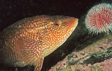 Ballan wrasse & common urchin.
Farne Islands.
F90X, 60mm. by Mark Thomas 