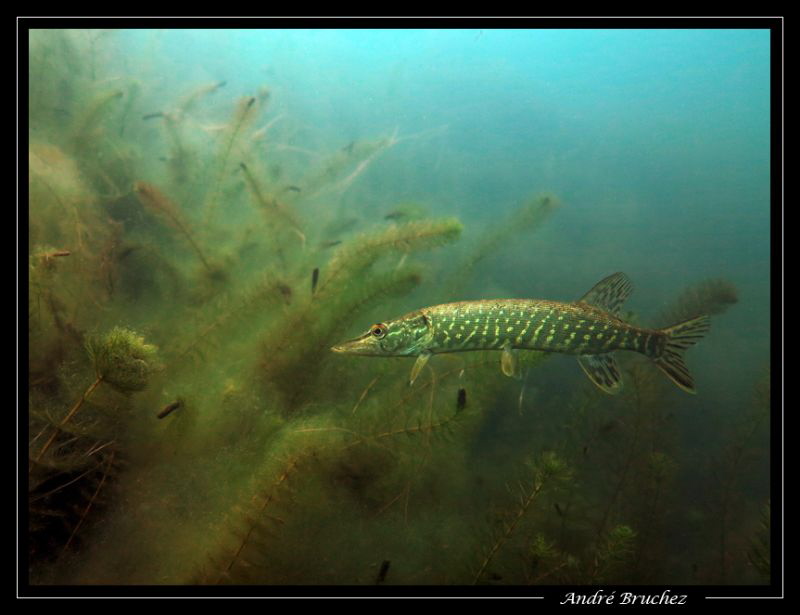 Brocheton... by André Bruchez 