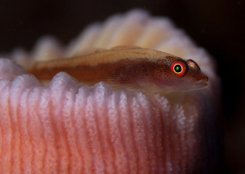 Goby. Tulamben, Bali. by Doug Anderson 