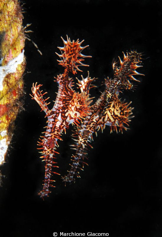 Ghostes
Nikon D200, 60 micro, twin strobo
Dumaguete . P... by Marchione Giacomo 