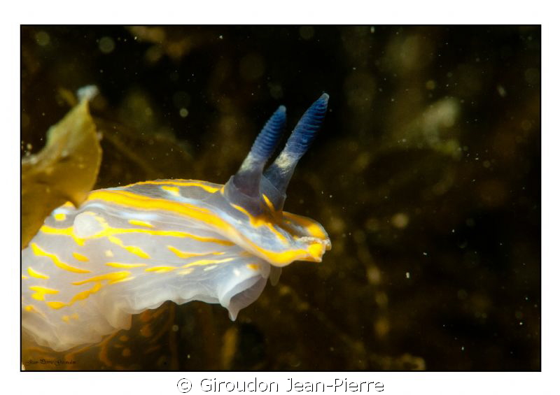 Nudibranche by Giroudon Jean-Pierre 