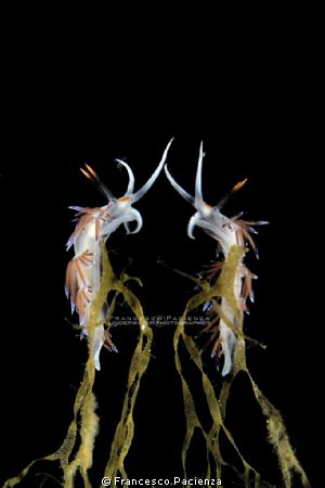 The two lovers. by Francesco Pacienza 
