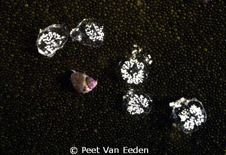 Proud owner of newly laid eggs by Peet Van Eeden 
