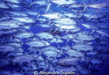 Jacks Group, Isla de Coco Costa Rica
Nikonos V, 15 mm, 2... by Alejandro Topete 