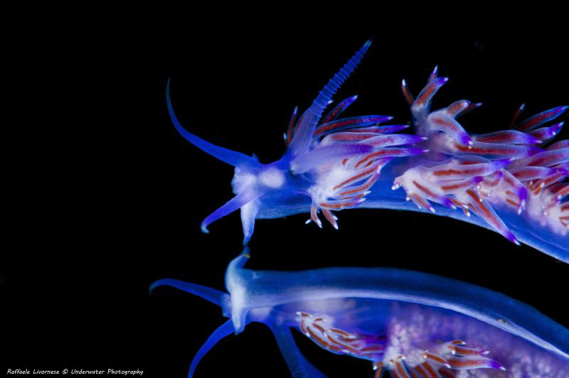 Flabellinis affinis with mirror effect, done with a mirror by Raffaele Livornese 