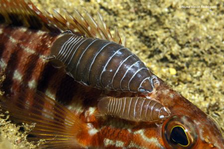 Parasites on grouper by Nuno Rodrigues 