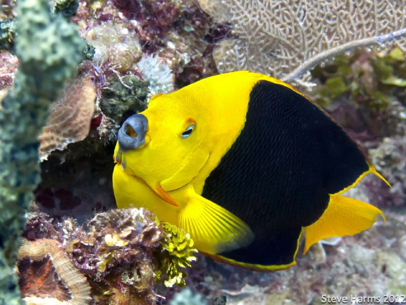 Rock Beauty by Steve Harms 