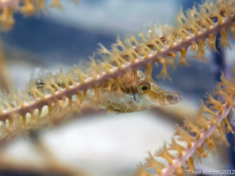 Slender Filefish in Hiding by Steve Harms 
