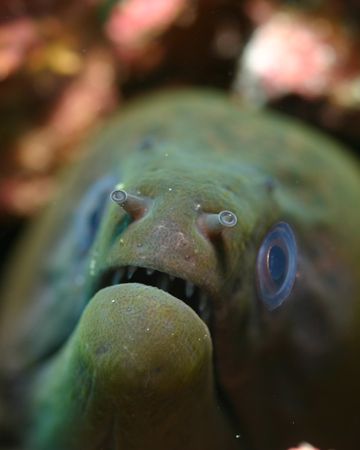 Maury, the great green moray. Wakatobi Indonesia, August ... by Michael Canzoniero 