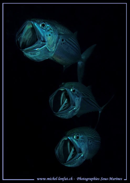 Feeding time... ;O)... by Michel Lonfat 