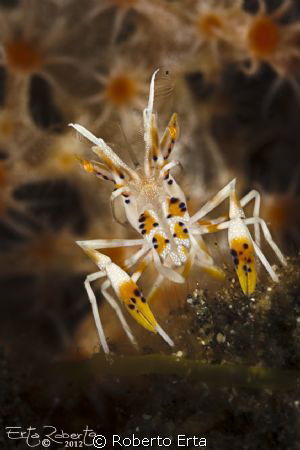 Tiger Shrimp by Roberto Erta 